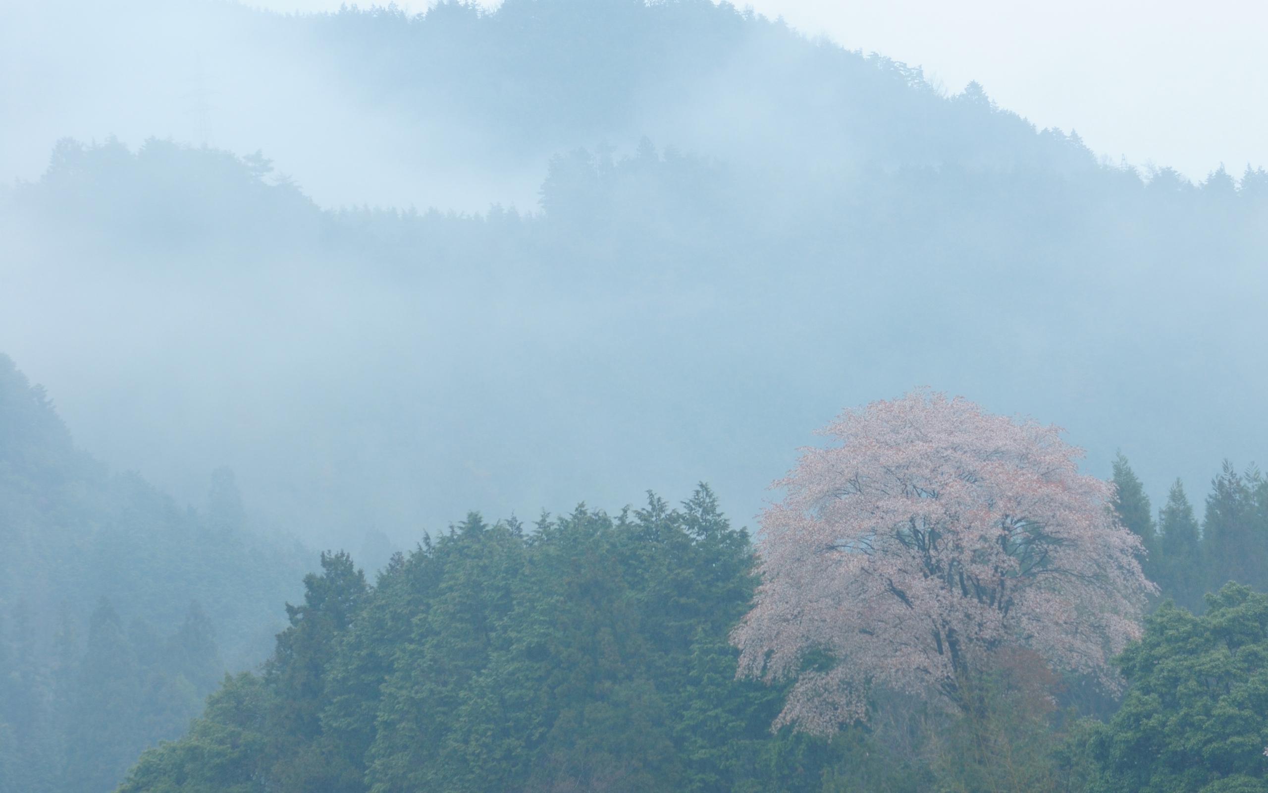    2560x1600 ::  1